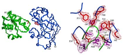 IIAGlc-IIBGlc complex